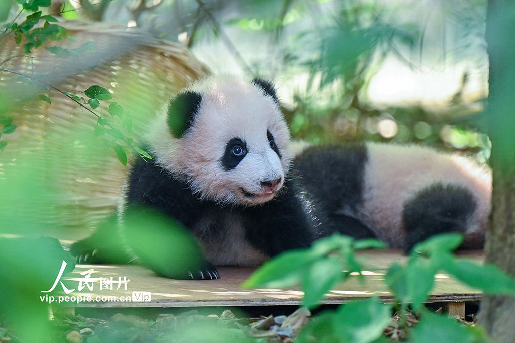 四川成都:2025新生大熊貓憨態可掬【5】