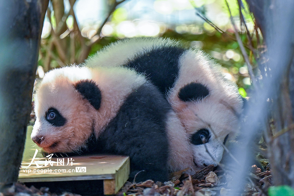 四川成都:2025新生大熊貓憨態可掬【6】