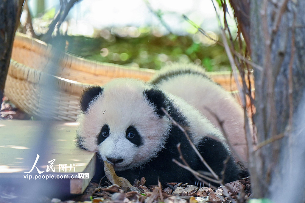 四川成都:2025新生大熊貓憨態可掬【7】