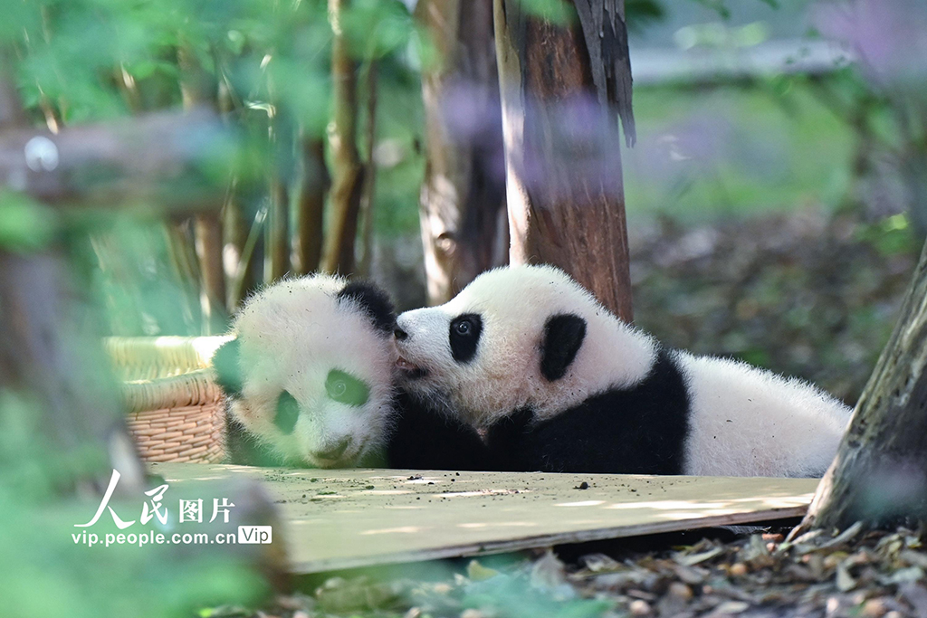 四川成都:2025新生大熊貓憨態可掬【2】