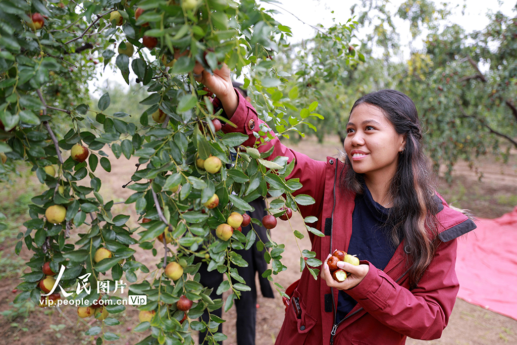 山東聊城:圓鈴大棗迎豐收【2】