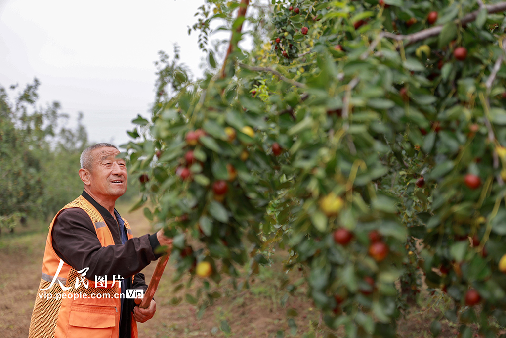 山東聊城：圓鈴大棗迎豐收【4】