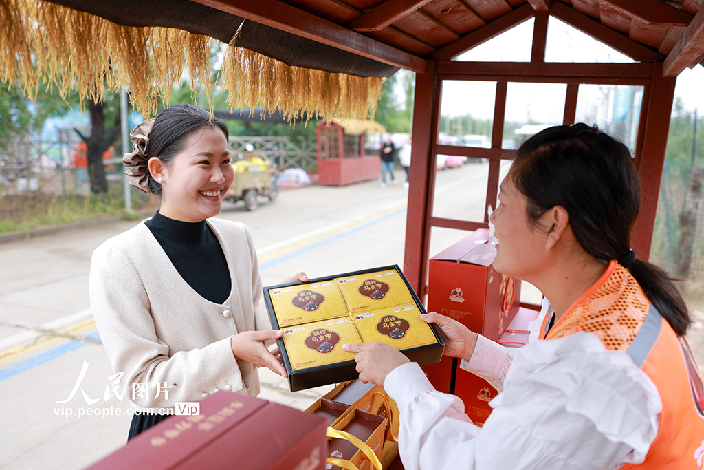 山東聊城:圓鈴大棗迎豐收【6】