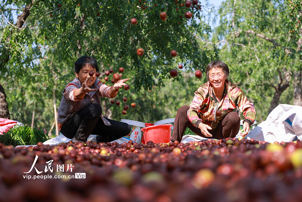 山東聊城:圓鈴大棗迎豐收【3】