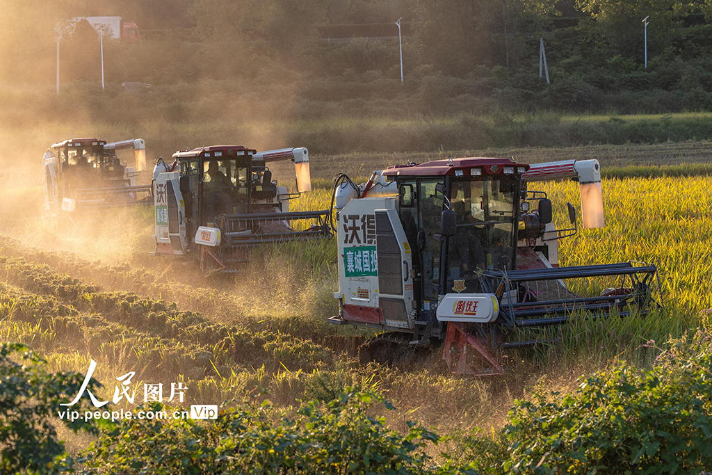 湖北襄陽:搶收水稻 顆粒歸倉【2】