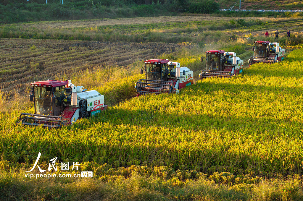 湖北襄陽:搶收水稻 顆粒歸倉【3】