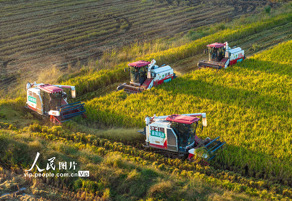 湖北襄陽:搶收水稻 顆粒歸倉【4】