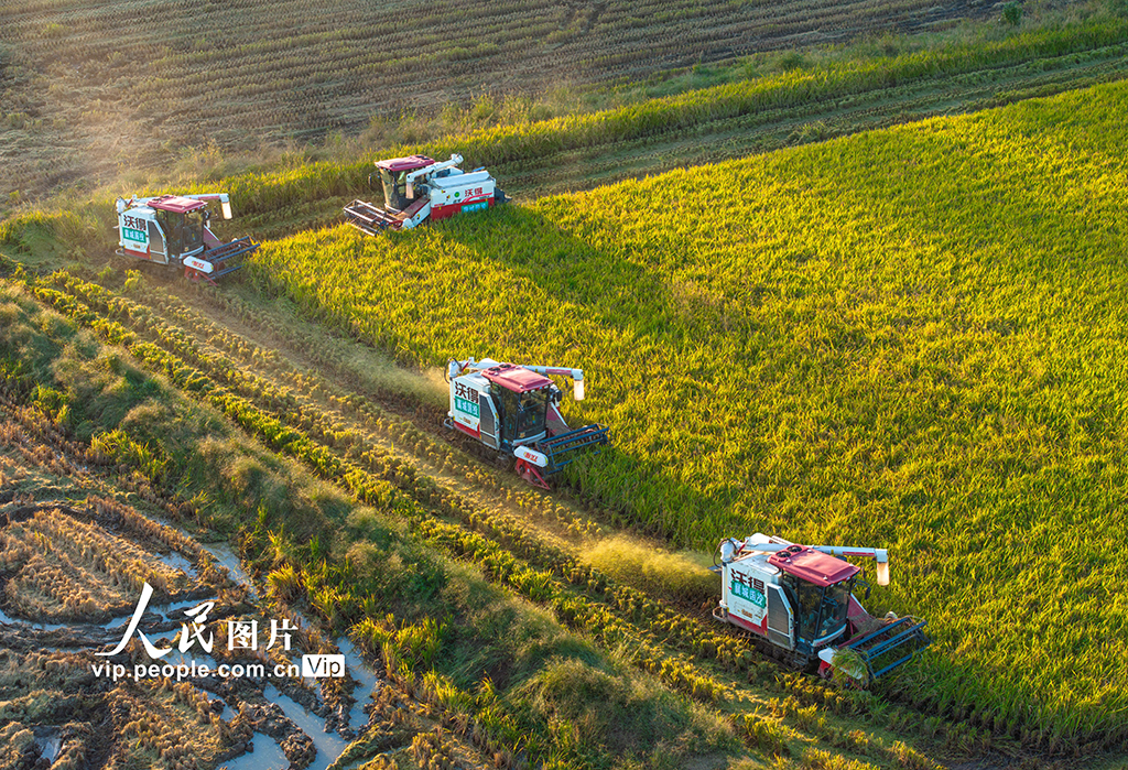 湖北襄陽:搶收水稻 顆粒歸倉【5】