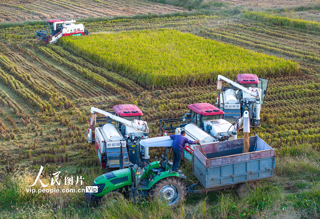 湖北襄陽:搶收水稻 顆粒歸倉【6】