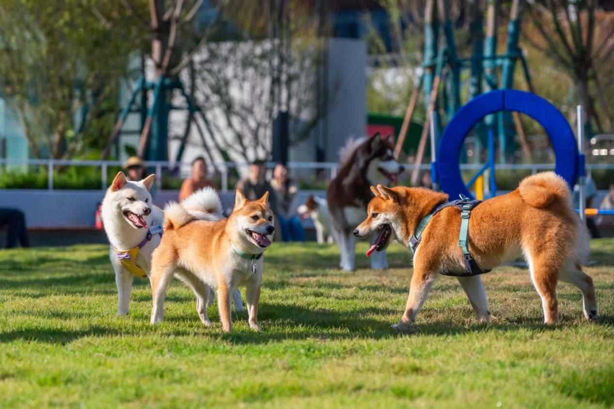 寵物在保利時光里犬島公園玩耍。（canpet犬島公園供圖）