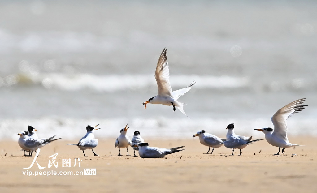 山東日照：中華鳳頭燕鷗現身劉家灣趕海園