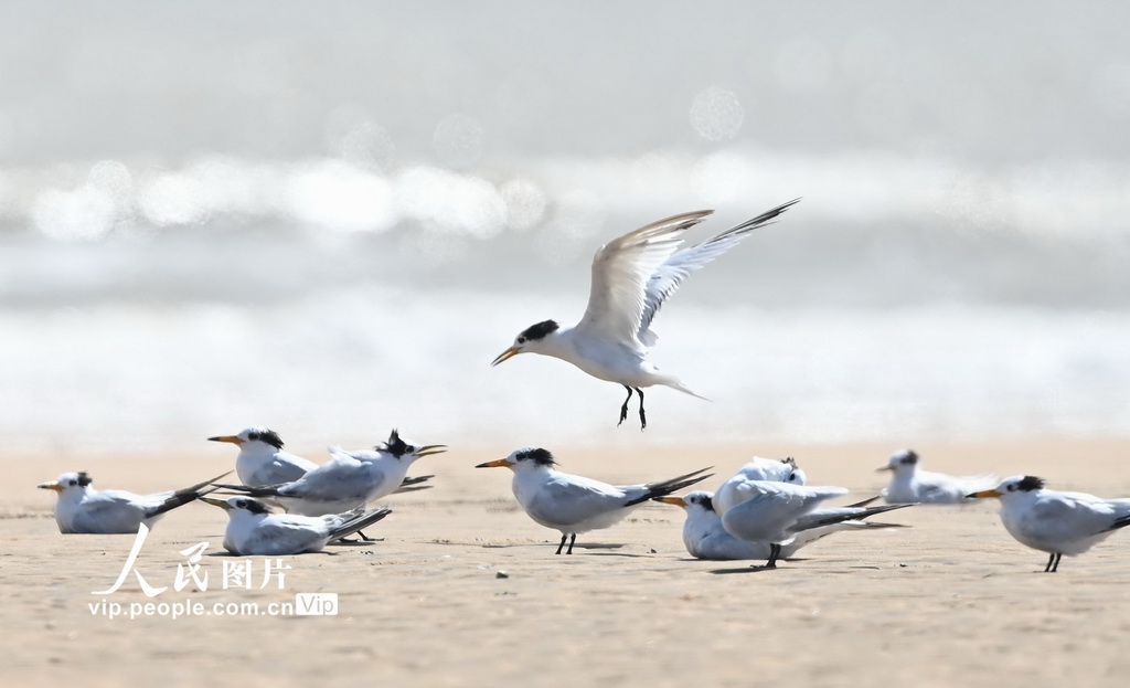 山東日照:中華鳳頭燕鷗現身劉家灣趕海園【2】
