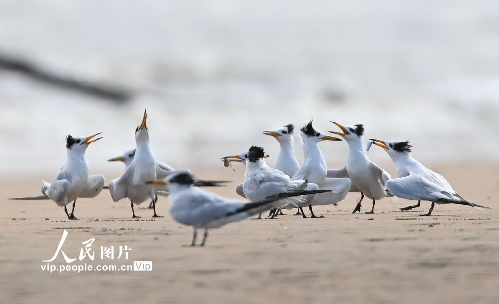 山東日照:中華鳳頭燕鷗現身劉家灣趕海園【3】
