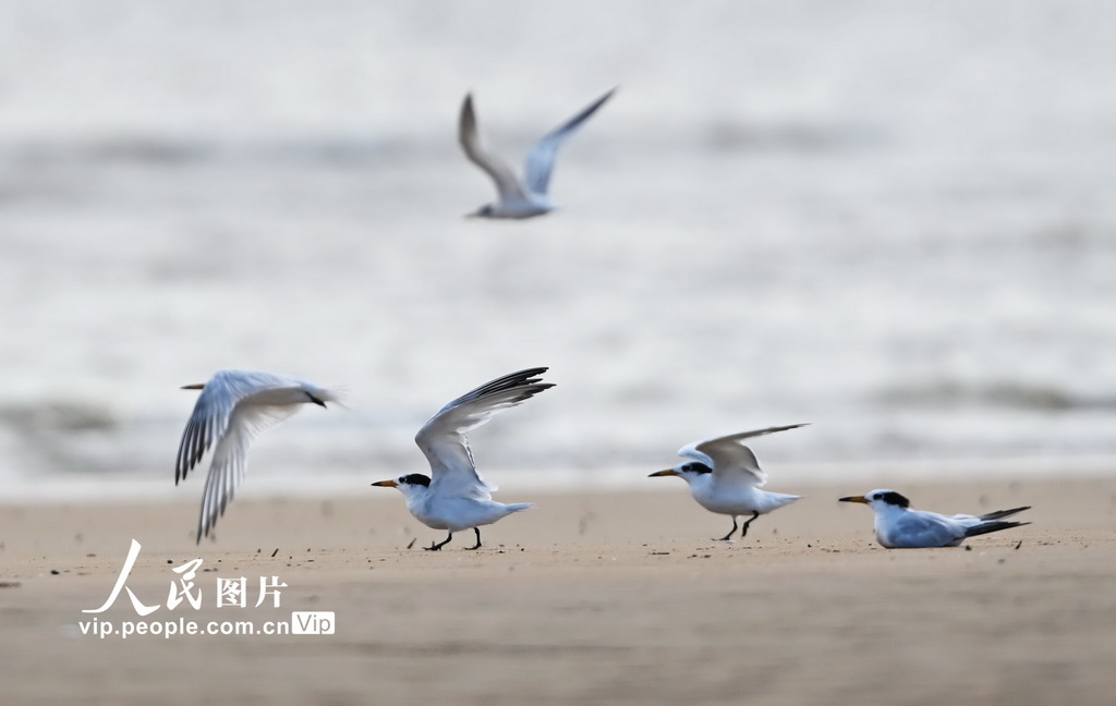 山東日照:中華鳳頭燕鷗現身劉家灣趕海園【4】
