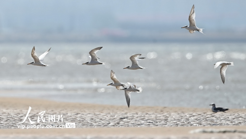 山東日照:中華鳳頭燕鷗現身劉家灣趕海園【5】