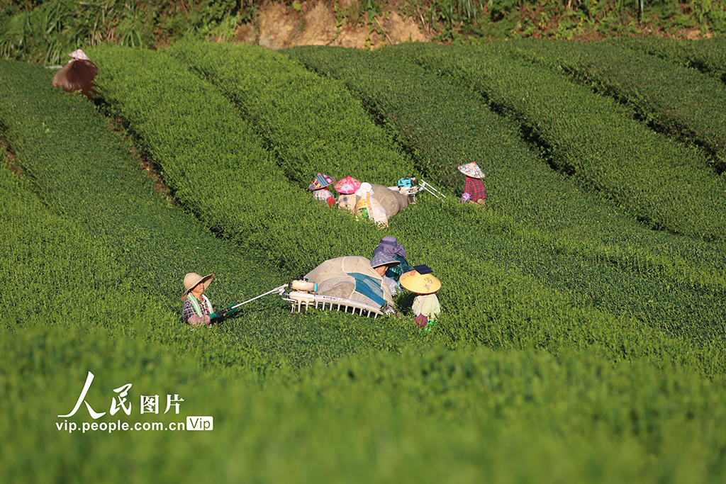 浙江淳安:機械化采收秋茶【2】