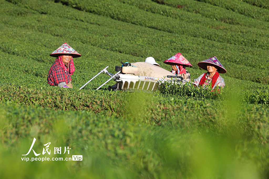 浙江淳安：機械化采收秋茶【3】