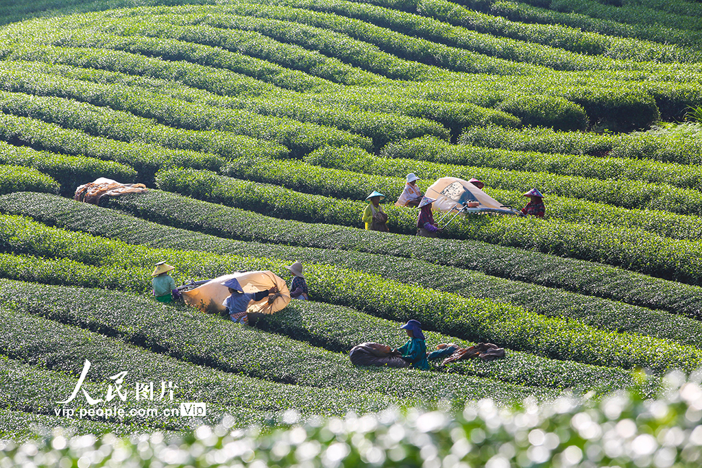 浙江淳安：機械化采收秋茶【4】