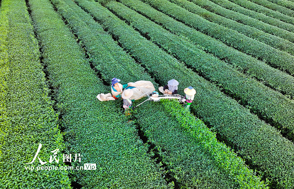 浙江淳安：機械化采收秋茶【5】
