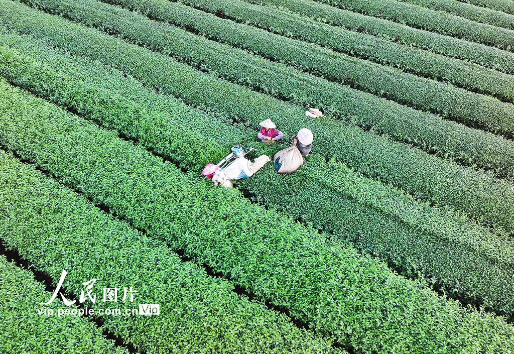 浙江淳安：機械化采收秋茶【6】
