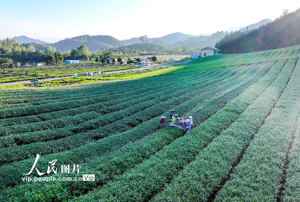浙江淳安：機械化采收秋茶【7】