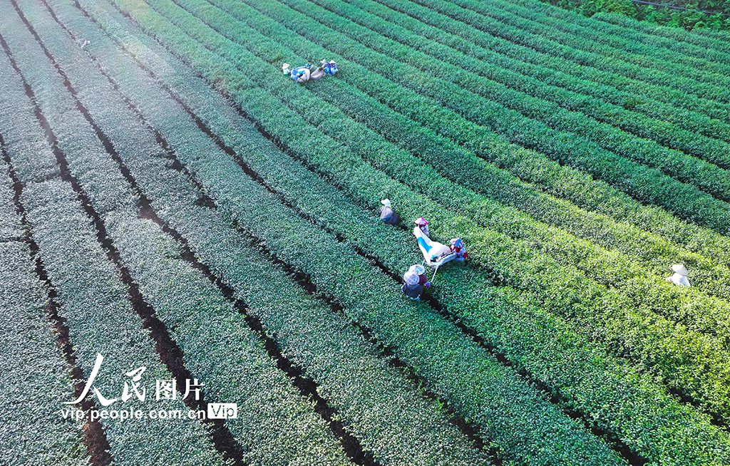浙江淳安:機械化采收秋茶【8】