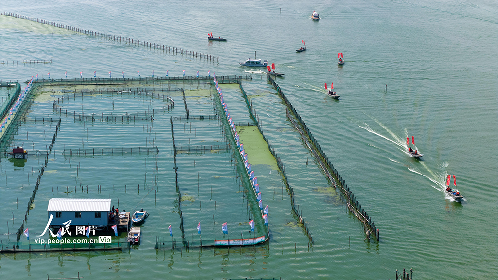 陽澄湖大閘蟹開捕【4】