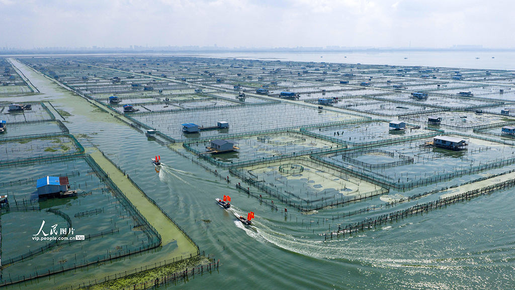 陽澄湖大閘蟹開捕【2】