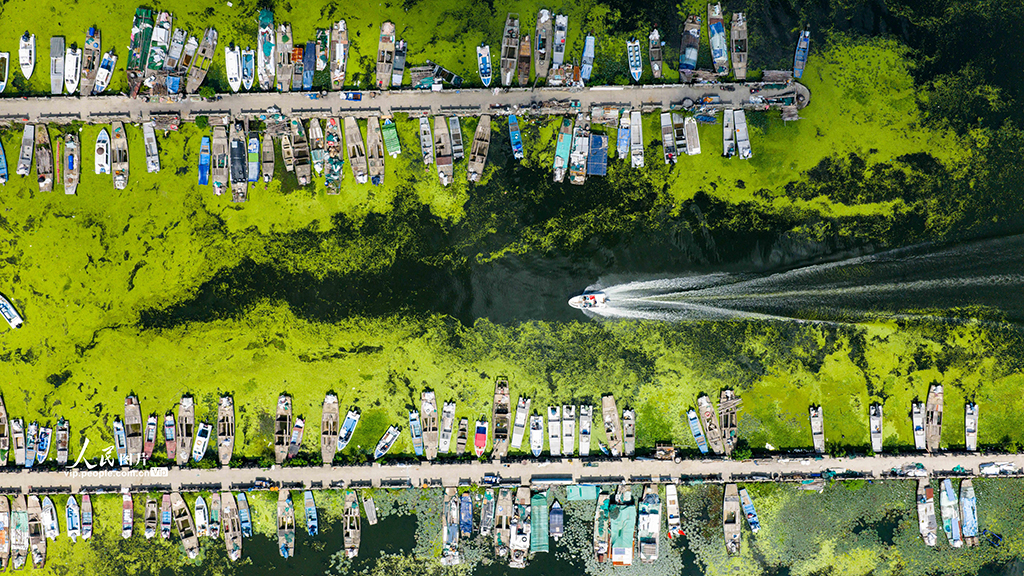 陽澄湖大閘蟹開捕