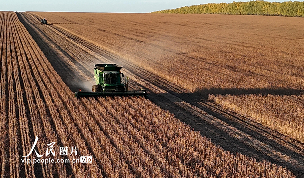 黑龍江黑河:收獲大豆【2】