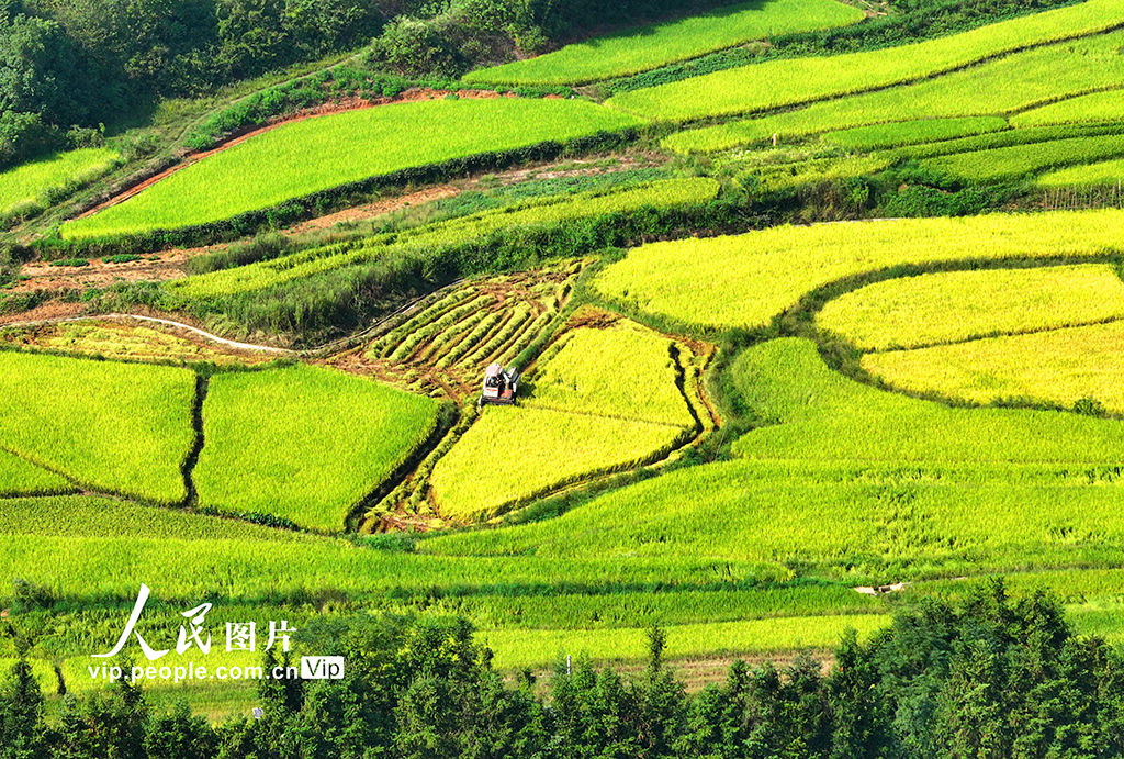 江西泰和:水稻收割忙【3】