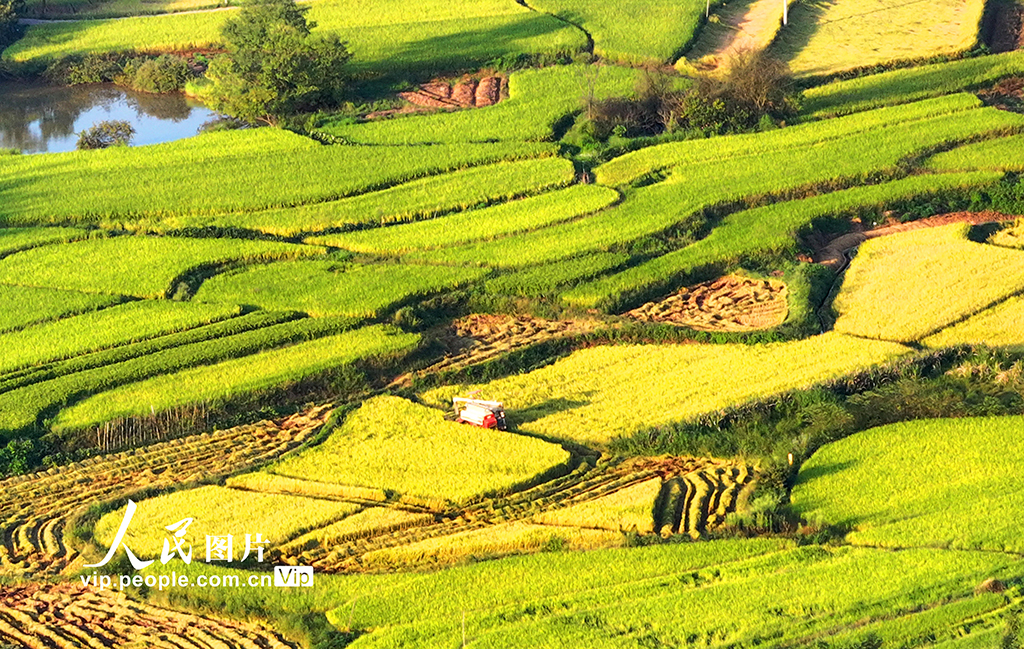 江西泰和:水稻收割忙【4】