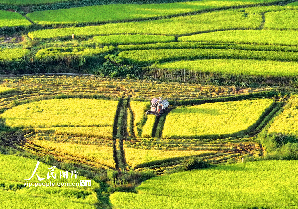 江西泰和:水稻收割忙【2】