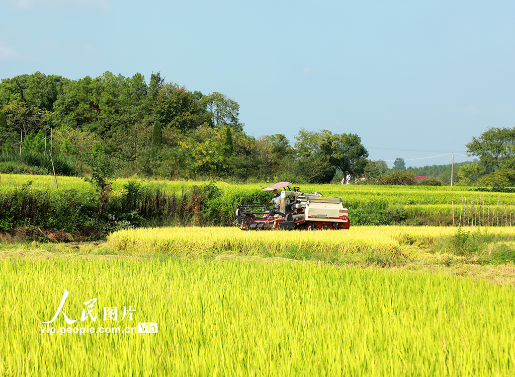 江西泰和:水稻收割忙【6】