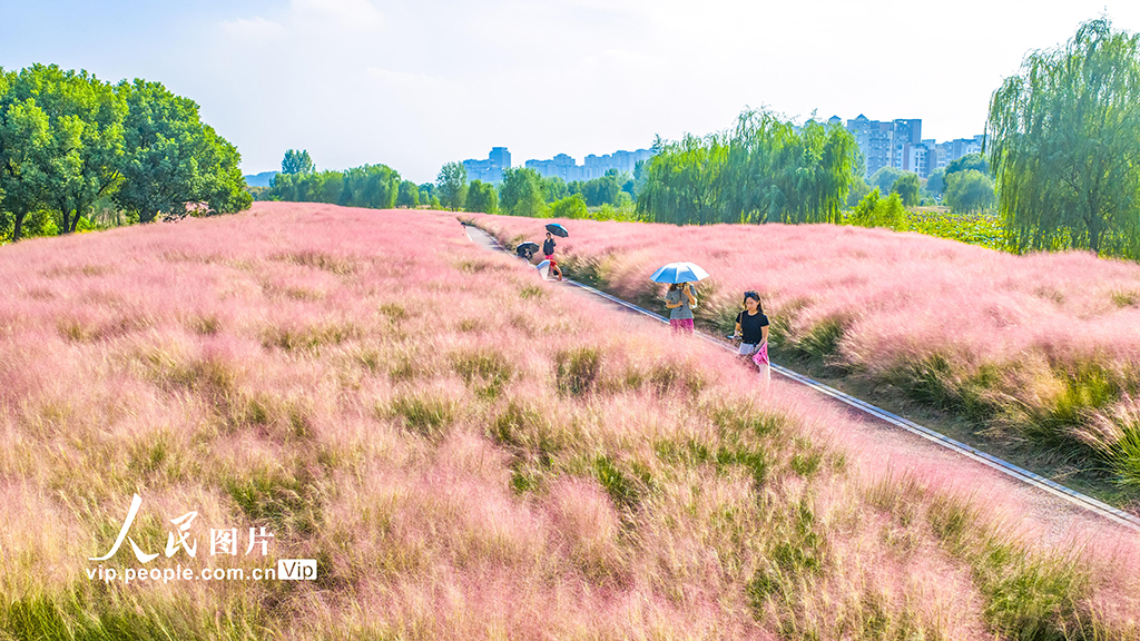 安徽池州:粉黛亂子草迎客來【4】