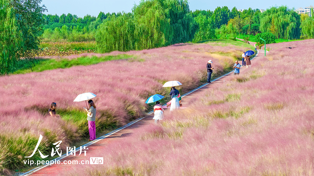 安徽池州:粉黛亂子草迎客來【2】