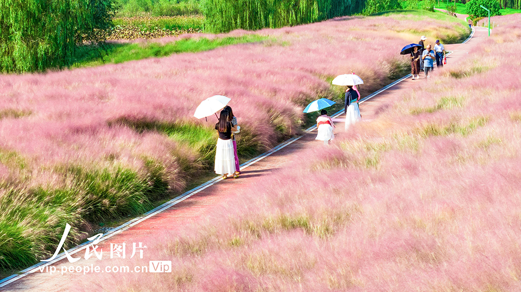 安徽池州:粉黛亂子草迎客來【3】