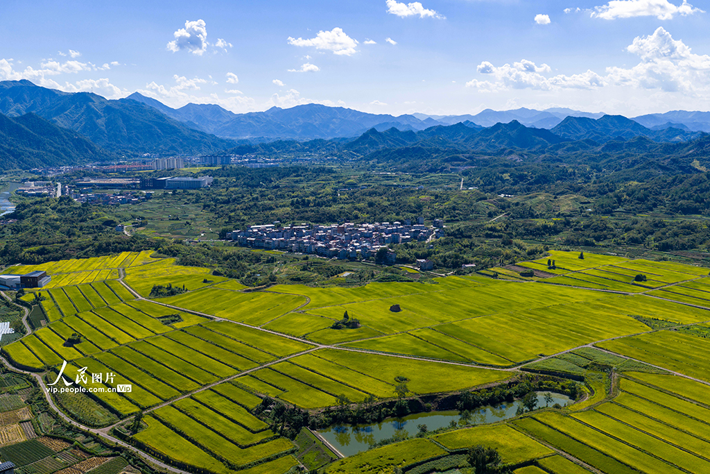 浙江縉云:稻田千層浪 “豐”景美如畫【3】