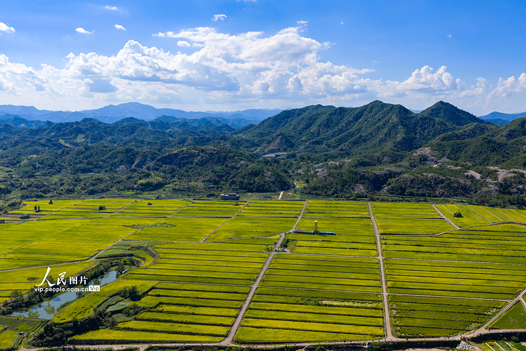 浙江縉云:稻田千層浪 “豐”景美如畫【4】