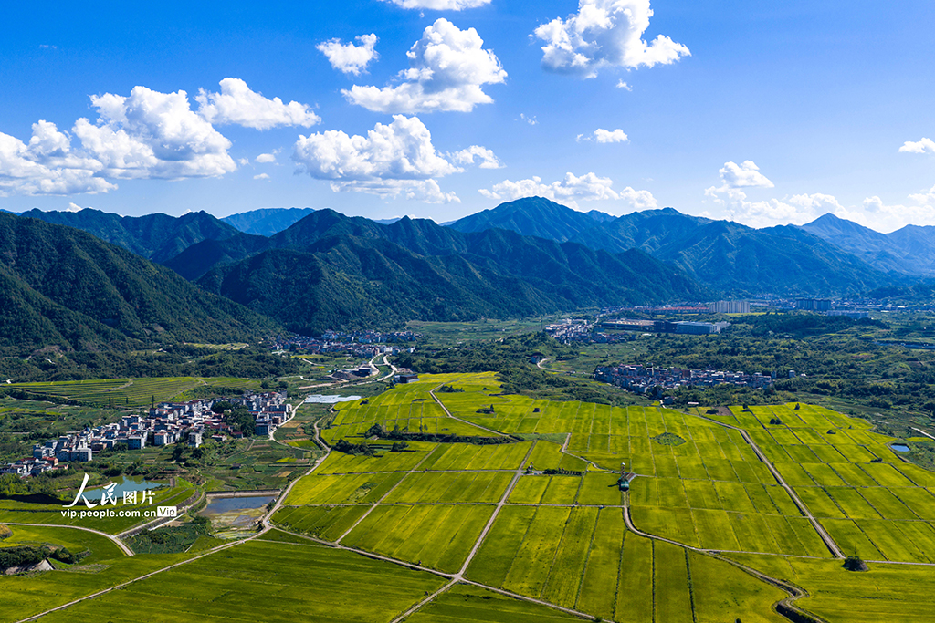 浙江縉云:稻田千層浪 “豐”景美如畫【5】