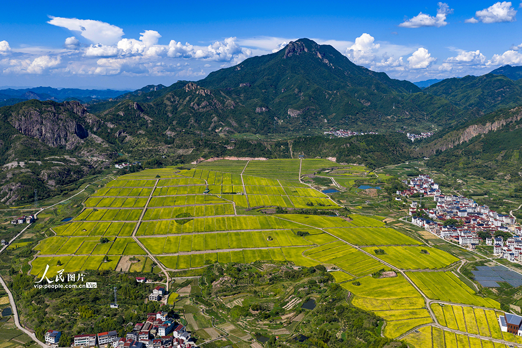 浙江縉云:稻田千層浪 “豐”景美如畫【2】