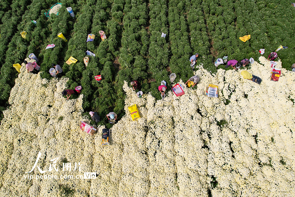 河北雞澤:藥用菊花采摘忙【2】