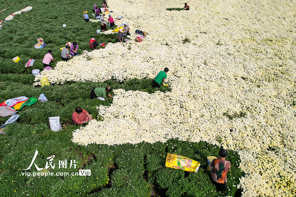 河北雞澤:藥用菊花采摘忙【3】