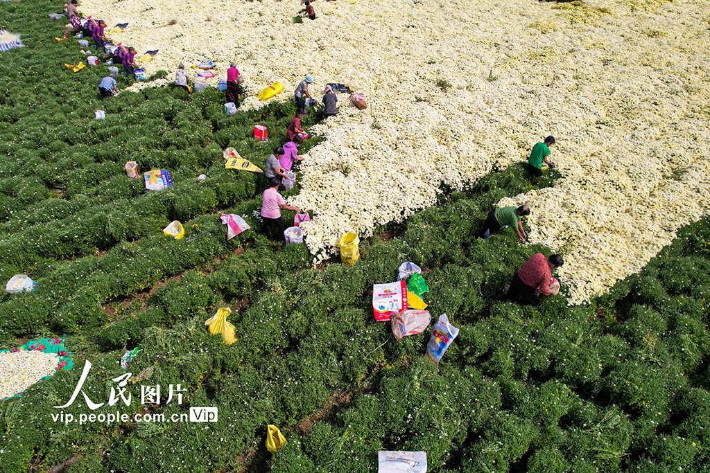 河北雞澤:藥用菊花采摘忙【4】