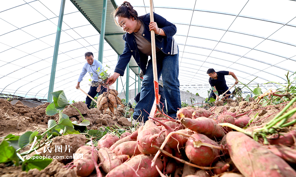 甘肅臨澤:戈壁荒漠試種蜜薯喜豐收【2】