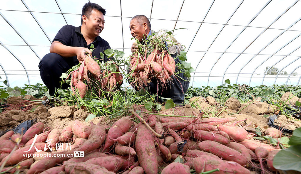 甘肅臨澤：戈壁荒漠試種蜜薯喜豐收