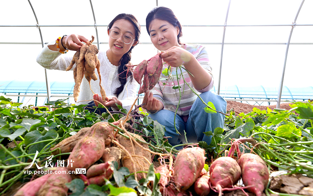 甘肅臨澤:戈壁荒漠試種蜜薯喜豐收【4】