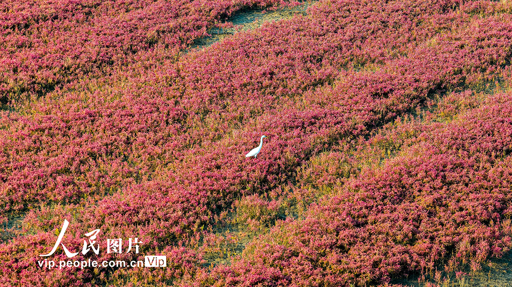 山東青島:紅海灘編織色彩斑斕生態畫卷【4】