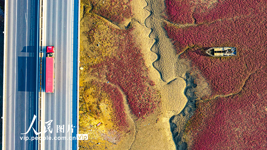 山東青島：紅海灘編織色彩斑斕生態畫卷