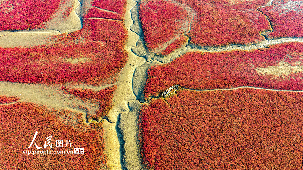 山東青島:紅海灘編織色彩斑斕生態畫卷【2】